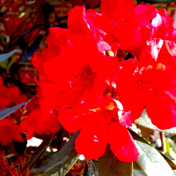 Make Me A Reasonable Offer—Buy with confidence. - Picture 6 of 9